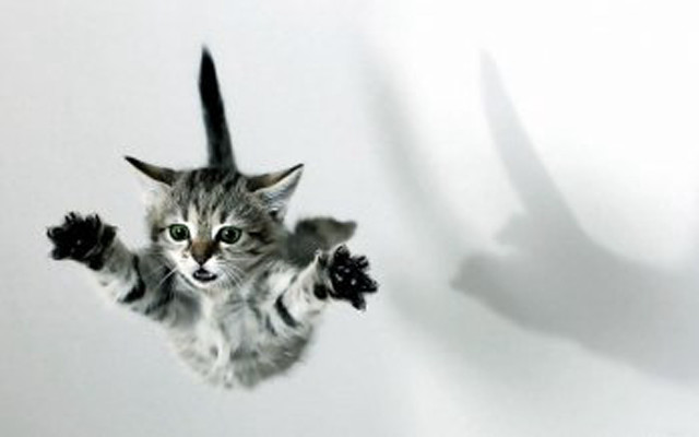 Cat flying paws up paws free wallpaper for desktop - medium preview image