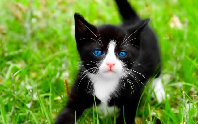 Black white kitten blue eyes free wallpaper for desktop - medium preview image
