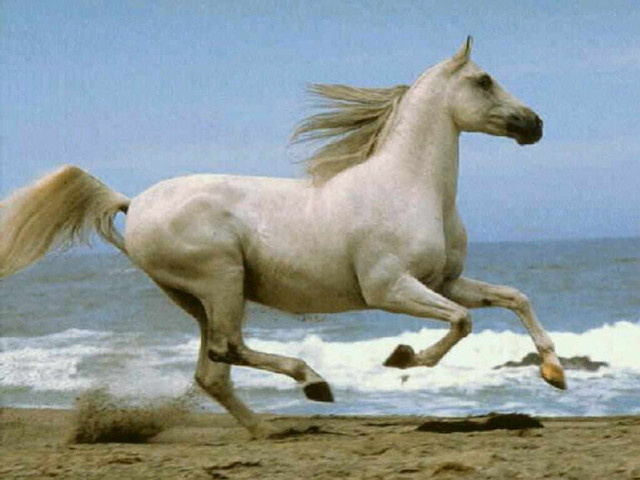 White horse running beach ocean free wallpaper for desktop - medium preview image