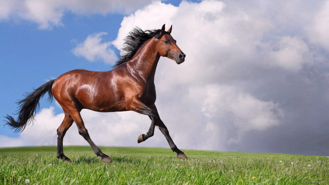 Horse running field grass cloudy free wallpaper for desktop - medium preview image