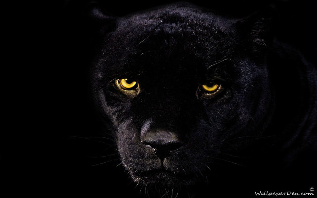 Black panther yellow eyes dark #2 free wallpaper for desktop - medium preview image