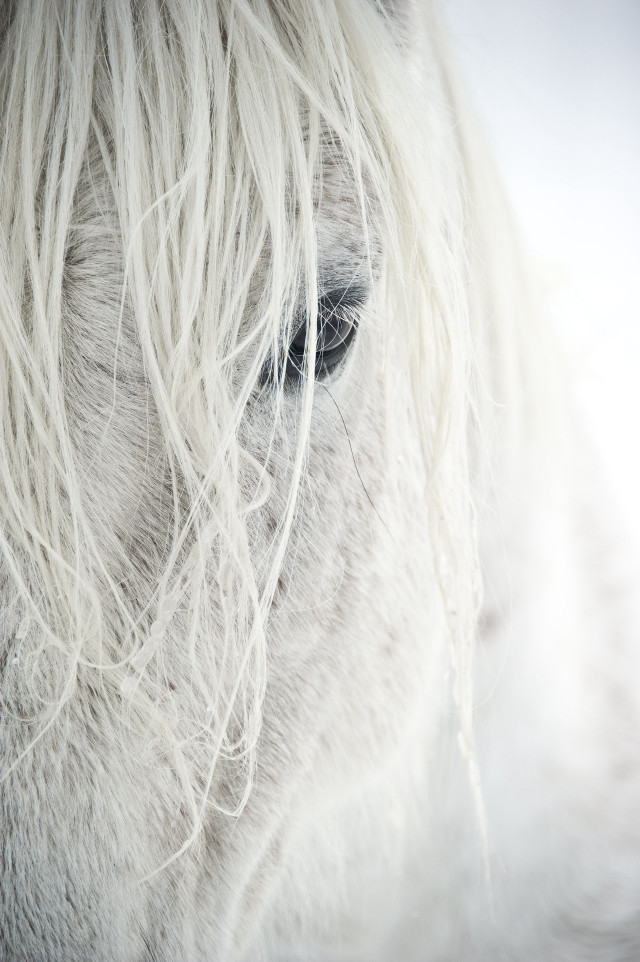 White horse sad expression long free wallpaper for mobile - medium preview image