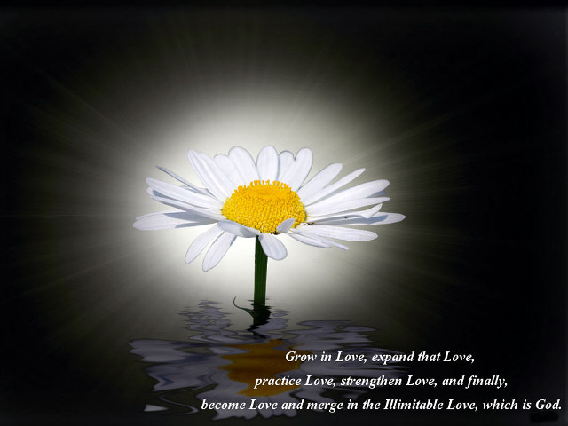 White daisy yellow center water free wallpaper for desktop - medium preview image