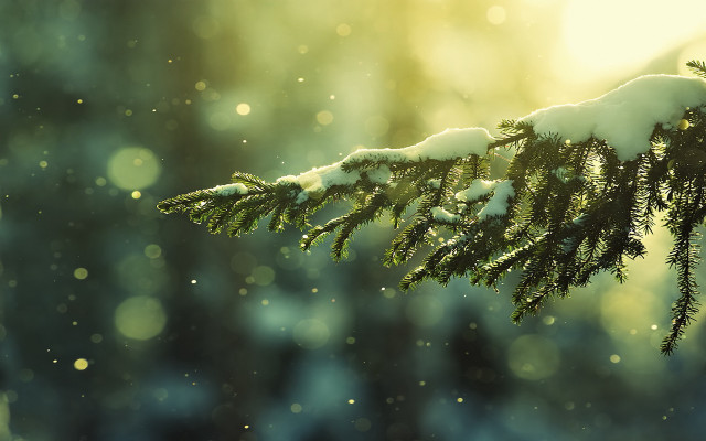 Tree branch snow sunlight blurry free wallpaper for desktop - medium preview image