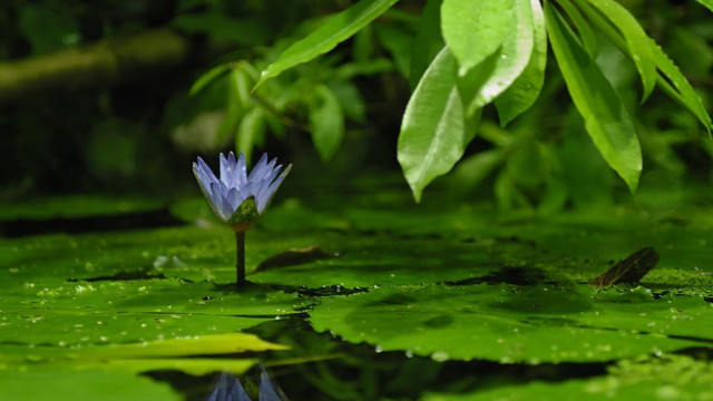 Blue flower pond water lilies free wallpaper for desktop - medium preview image