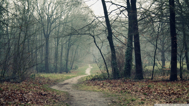 Path woods trees leaves ground free wallpaper for desktop - medium preview image