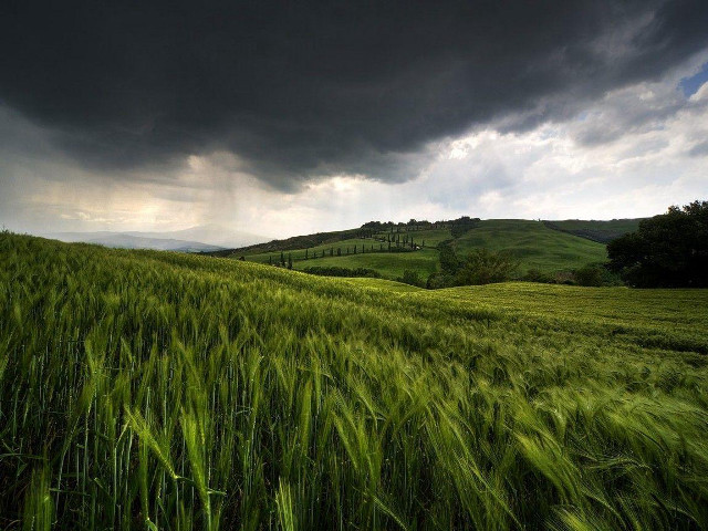 Green grass cloudy sky tree free wallpaper for desktop - medium preview image