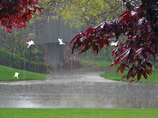 Rain soaked park pond trees free wallpaper for desktop - medium preview image