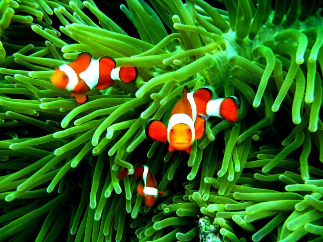 Clown fish anemone coral reef #2 free wallpaper for desktop - medium preview image