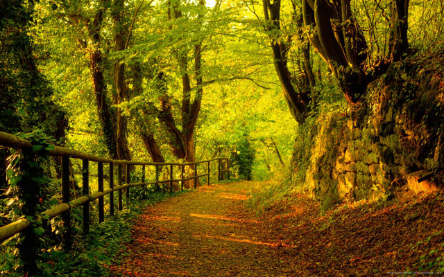 Woodland path fence trees autumn free wallpaper for desktop - medium preview image