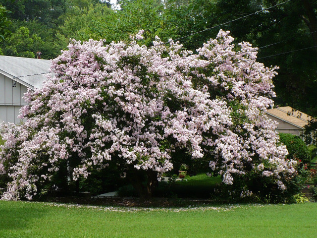 Large tree purple flowers yard free wallpaper for desktop - medium preview image
