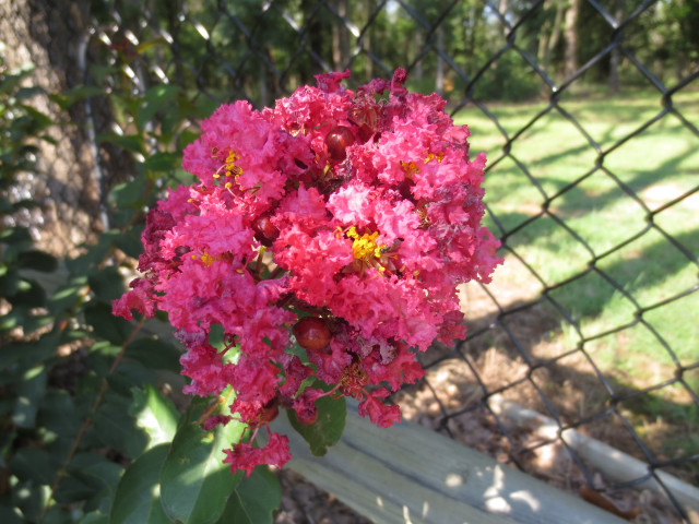 Pink flower vase bench park free wallpaper for desktop - medium preview image