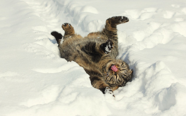 Cat rolling snow back paws free wallpaper for desktop - medium preview image