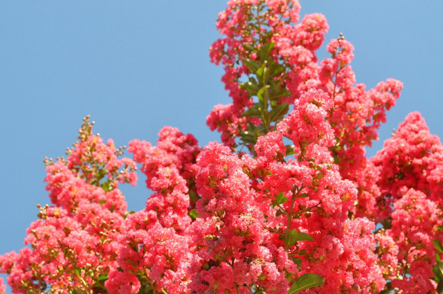 Tree pink flowers blue sky #2 free wallpaper for desktop - medium preview image