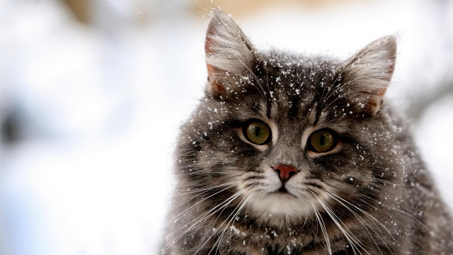 Cat looking camera snowing outside free wallpaper for desktop - medium preview image