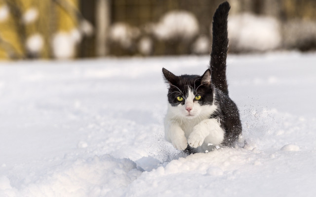 Cat running snow yard house free wallpaper for desktop - medium preview image