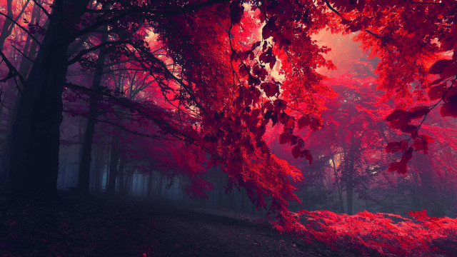 Red forest path trees background #2 free wallpaper for desktop - medium preview image