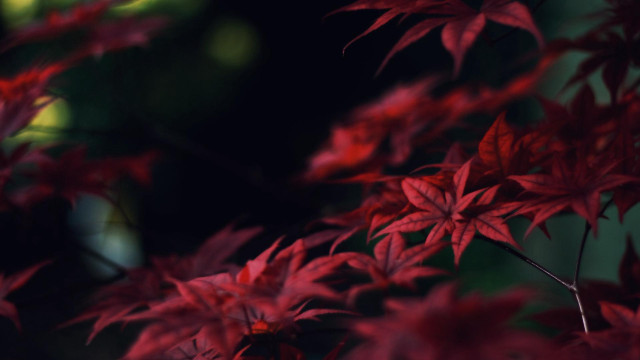 Red plant closeup leaves blurry free wallpaper for desktop - medium preview image