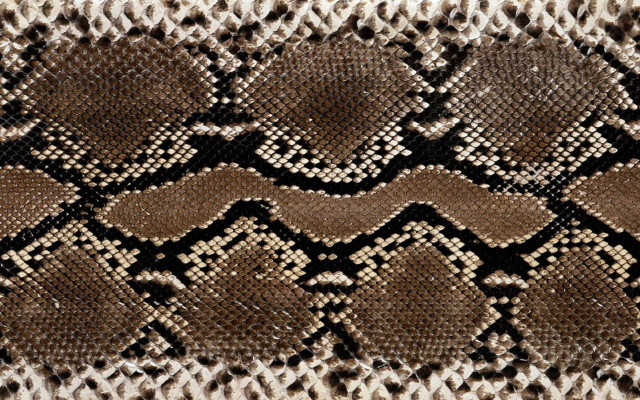 Snake skin brown white black free wallpaper for desktop - medium preview image