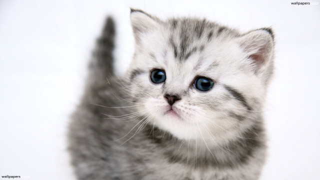 Small kitten blue eyes white #3 free wallpaper for desktop - medium preview image