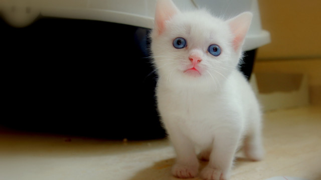 White kitten blue eyes counter free wallpaper for desktop - medium preview image