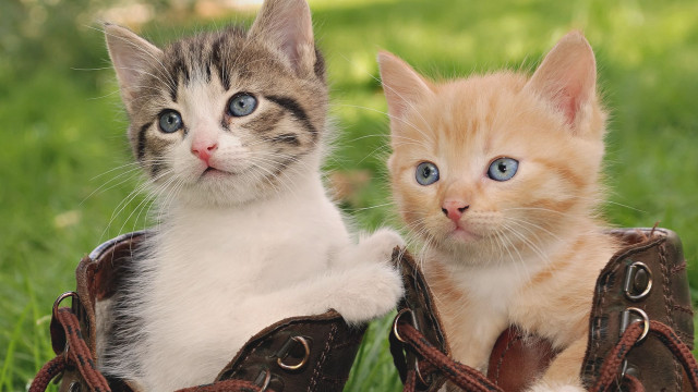 Kittens shoes grass sitting pair free wallpaper for desktop - medium preview image