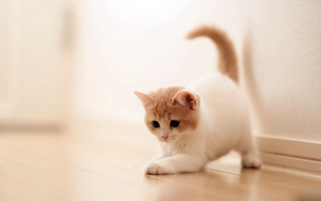 Small white orange cat walking free wallpaper for desktop - medium preview image