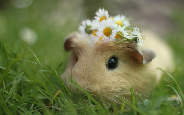 Hamster flower grass daisies cute free wallpaper for desktop - medium preview image