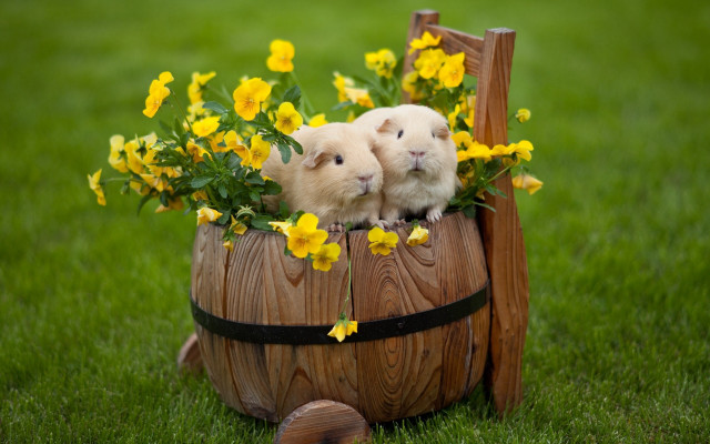 Hamsters barrel flowers wooden frame free wallpaper for desktop - medium preview image