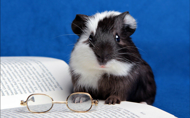 Guinea pig book glasses top free wallpaper for desktop - medium preview image