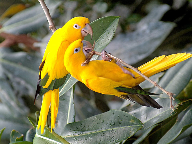 Yellow birds branch leaves biting free wallpaper for desktop - medium preview image