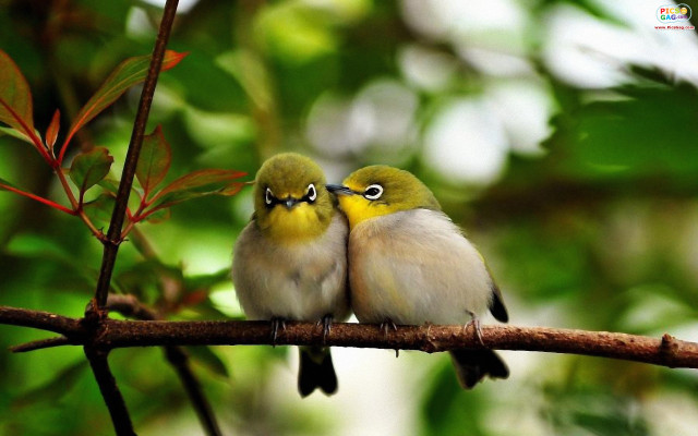 Two small birds branch leaves free wallpaper for desktop - medium preview image