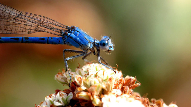 Blue dragonfly flower stem wings free wallpaper for desktop - medium preview image
