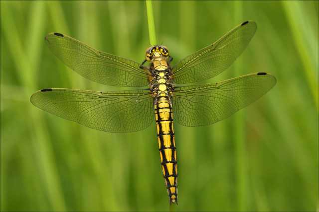 Yellow dragonfly blade grass sunny free wallpaper for desktop - medium preview image