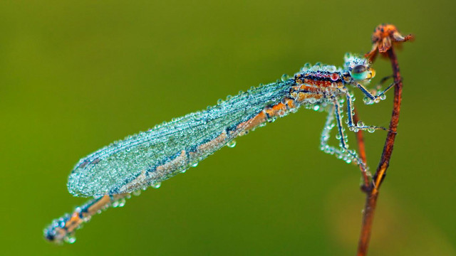 Blue orange dragonfly plant stem free wallpaper for desktop - medium preview image