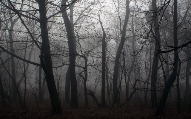 Foggy forest trees leaves ground free wallpaper for desktop - medium preview image