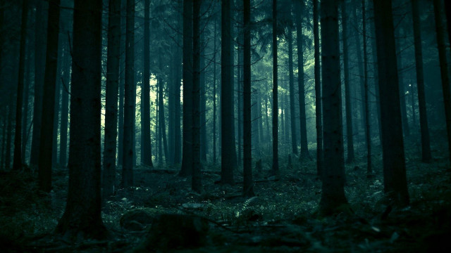 Dark forest trees leaves ground #2 free wallpaper for desktop - medium preview image