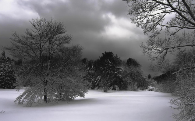 Snowy field trees cloudy sky free wallpaper for desktop - medium preview image
