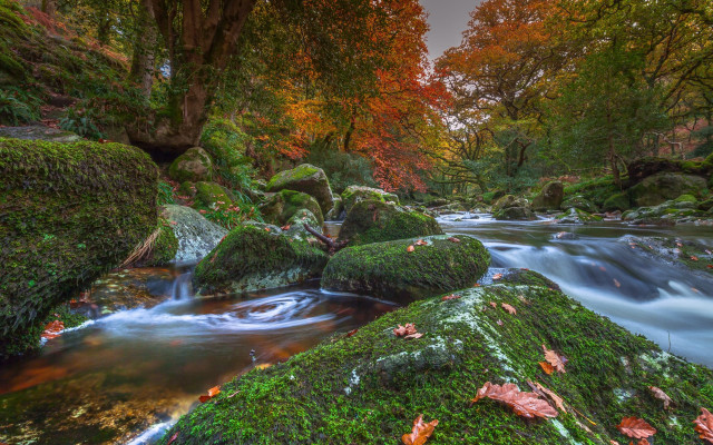 Stream lush forest autumn colorful free wallpaper for desktop - medium preview image