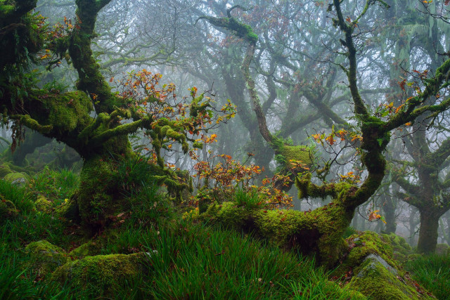 Forest mossy trees foggy nature free wallpaper for desktop - medium preview image