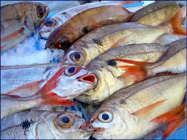Fish pile table ice eyes free wallpaper for desktop - medium preview image