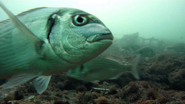 Fish swimming ocean other fish free wallpaper for desktop - medium preview image