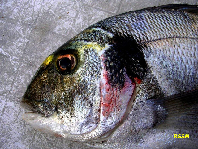 Yellow eye black spot fish free wallpaper for desktop - medium preview image