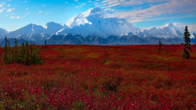 Red flowers mountain clouds trees free wallpaper for desktop - medium preview image