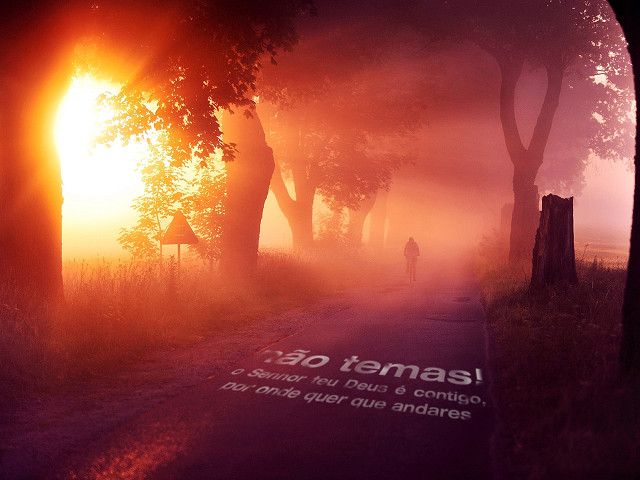 Foggy morning walk sunshine trees free wallpaper for desktop - medium preview image