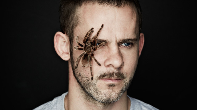 Man spider face beard serious free wallpaper for desktop - medium preview image