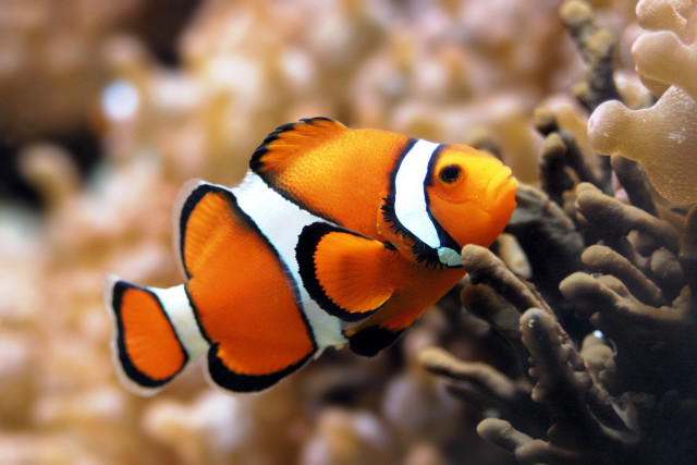 Clown fish aquarium corals background #2 free wallpaper for desktop - medium preview image