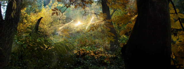 Forest sunlight trees leaves ground #5 free wallpaper for desktop - medium preview image