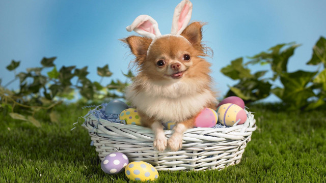 Small dog basket eggs paws free wallpaper for desktop - medium preview image