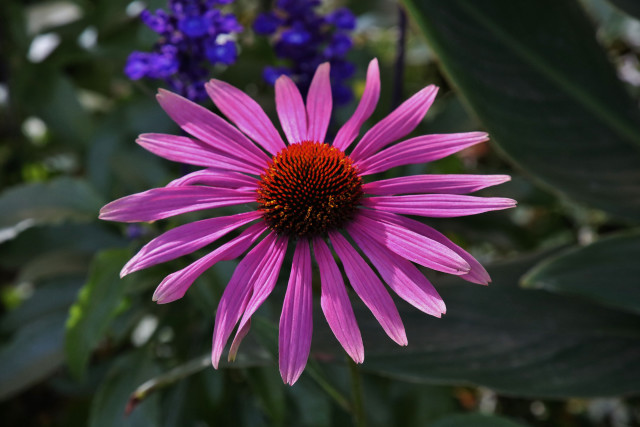 Purple flower blue background macro free wallpaper for desktop - medium preview image